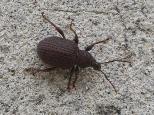 Otiorhynchus rugosostriatus